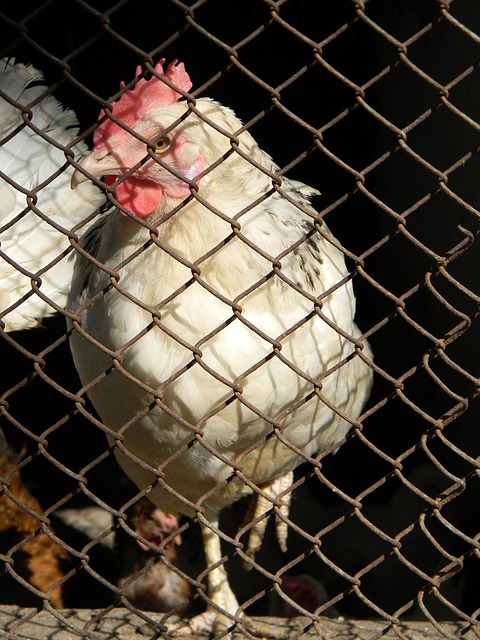 特伦特受伤：皇家马德里的右路危机