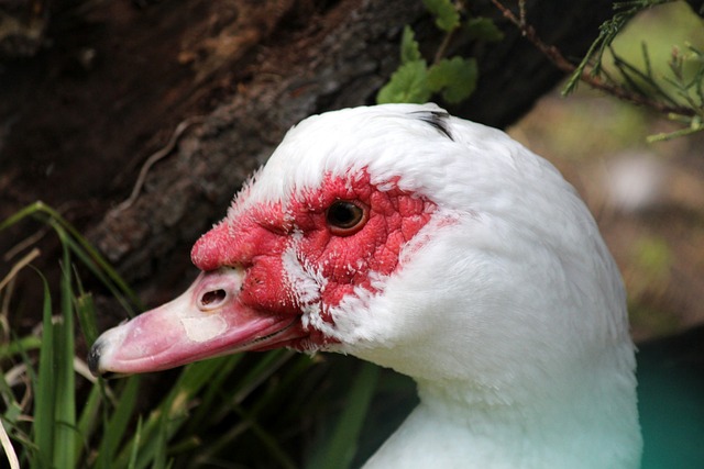 NBA迈阿密热火队赛事网络直播攻略：平台选择与时间查询.